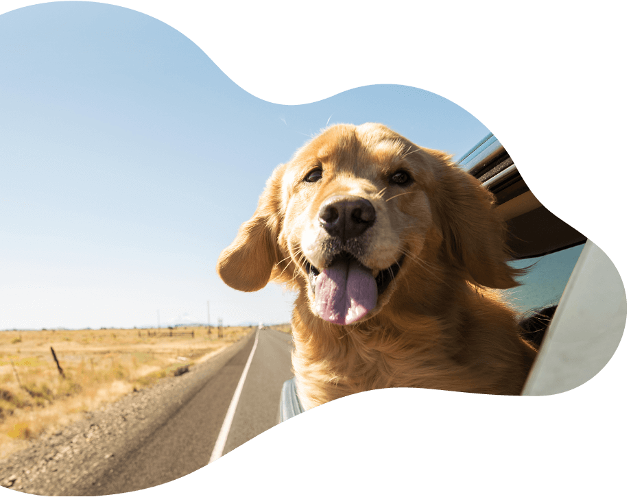 Pawsitive https://bajarnia.pl/wp-content/uploads/2019/07/hero_image_11.png