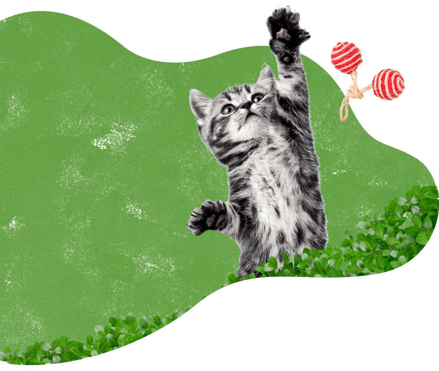 https://bajarnia.pl/wp-content/uploads/2019/08/cat_green_background.png